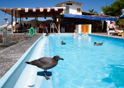 Lavameeuw, Larus fuliginosus, Lava gull