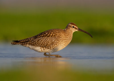 Regenwulp, Numenius phaeopus, Whimbrel