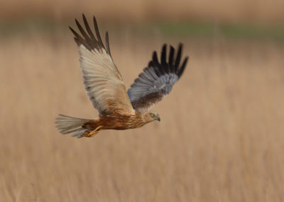 Bruine kiekendief, Circus aeruginosus, Marsh harrier | Lauwersmeer