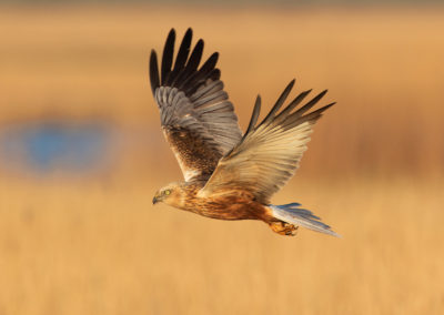 Bruine kiekendief, Circus aeruginosus, Marsh harrier | Lauwersmeer