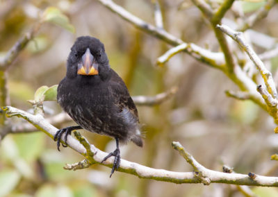 Grote grondvink, Geospiza magnirostris, Large ground finch | Ecuador | Galapagos eilanden