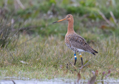 Grutto, Limosa limosa, Black-tailed godwit | Winsumermeeden