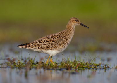 Kemphaan, Philomachus pugnax, Ruff