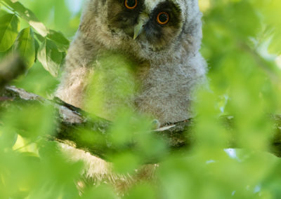 Ransuil, Asio otus, Long-eared owl | Eigen tuin