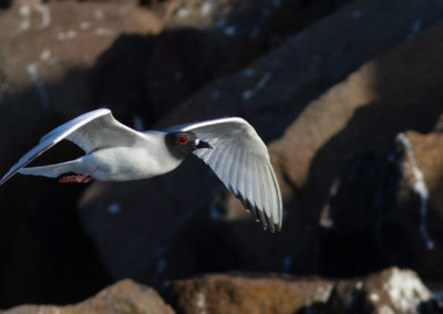 Zwaluwstaartmeeuw, Larus furcatus, Swallow-tailed gull | Ecuador | Galapagos eilanden