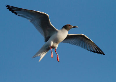 Zwaluwstaartmeeuw, Larus furcatus, Swallow-tailed gull | Ecuador | Galapagos eilanden