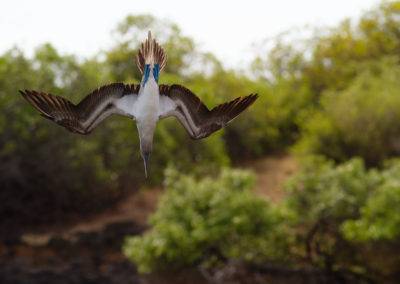 Blauwvoetgent, Sula nebouxii, Blue-footed boobie | Ecuador | Galapagos eilanden