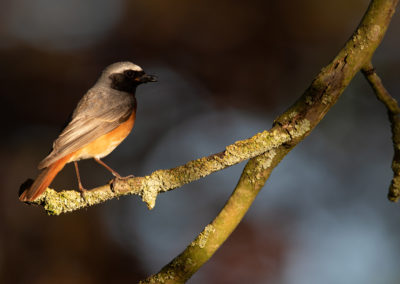 Gekraagde roodstaart, Phoenicurus phoenicurus, Common redstart | Peize