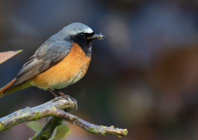 Gekraagde roodstaart, Phoenicurus phoenicurus, Common redstart | Peize