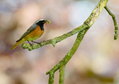 Gekraagde roodstaart, Phoenicurus phoenicurus, Common redstart | Peize