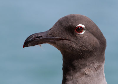 Lavameeuw, Larus fuliginosus, Lava gull | Ecuador | Galapagos eilanden