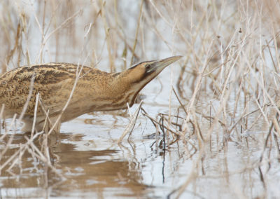 Roerdomp, Botaurus stellaris, Bittern | De Onlanden