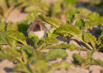 Scholekster, Haematopus ostralegus, Oystercatcher