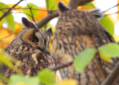 Ransuil, Asio otus, Long-eared owl