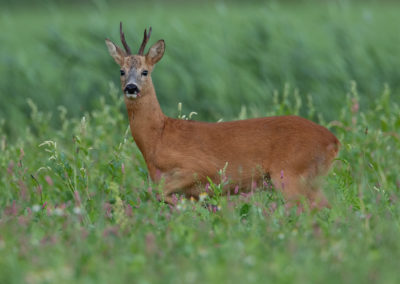 Ree, Capreolus capreolus, Roe deer | Het Hogeland