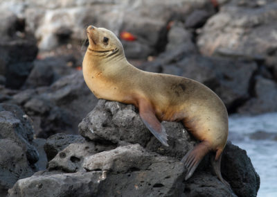 Galapagos zeeleeuw, Zalophus wollebaeki, Galapagos sea lion | Ecuador | Galapagos eilanden