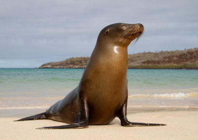 Galapagos zeeleeuw, Zalophus wollebaeki, Galapagos sea lion | Ecuador | Galapagos eilanden