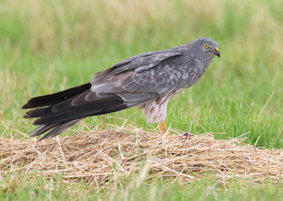 Grauwe kiekendief, Circus pygargus, Montagu’s harrier | Emmapolder | Het Hogeland