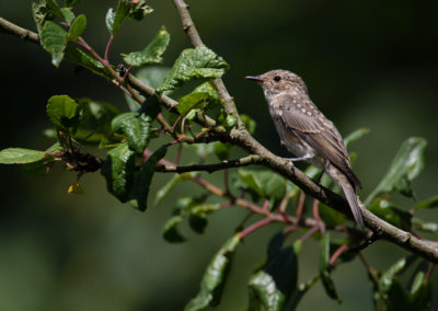 Grauwe Vliegenvanger, Muscicapa striata, Spotted flycatcher | Eigen tuin