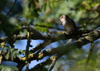 Grauwe Vliegenvanger, Muscicapa striata, Spotted flycatcher | Eigen tuin