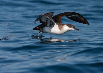 Grote pijlstormvogel, Puffinus gravis, Great shearwater | Algarve | Atlantic Ocean | Portugal