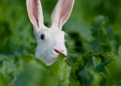 Haas, Lepus europaeus, Brown hare | Het Hogeland