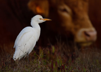 Koereiger, Bubulcus ibis, Cattle egret