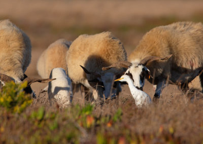 Koereiger, Bubulcus ibis, Cattle egret | Algarve | Portugal