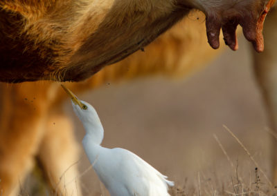 Koereiger, Bubulcus ibis, Cattle egret | Algarve | Portugal