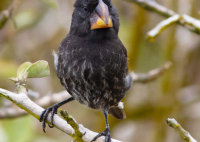 Grote grondvink, Geospiza magnirostris, Large ground finch | Ecuador | Galapagos eilanden