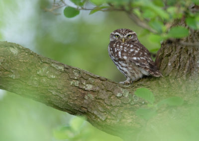 Steenuil, Athene noctua, Little owl