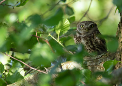 Steenuil, Athene noctua, Little owl | Peize