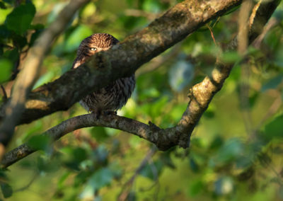 Steenuil, Athene noctua, Little owl | Peize