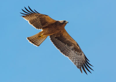 Dwergarend, Hieraetus pennatus, Booted eagle | Sagres | Algarve | Portugal