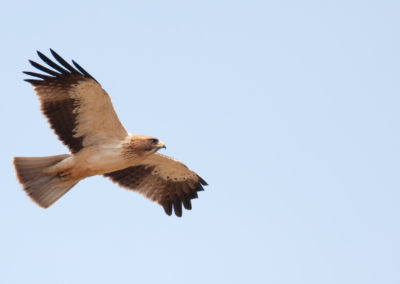 Dwergarend, Hieraetus pennatus, Booted eagle | Sagres | Algarve | Portugal