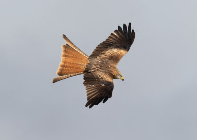 Rode wouw, Milvus milvus, Red kite