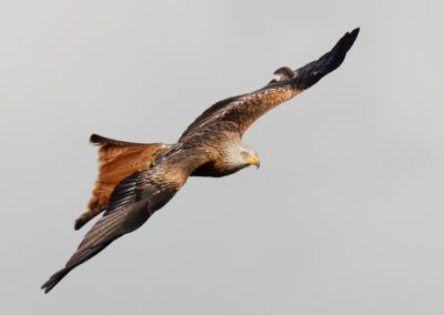 Rode wouw, Milvus milvus, Red kite | Zweden