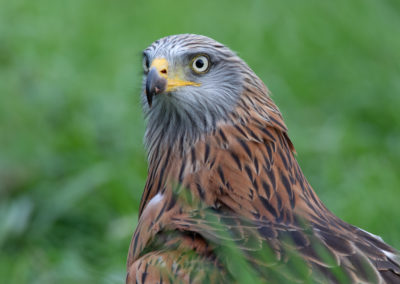 Rode wouw, Milvus milvus, Red kite | Zweden