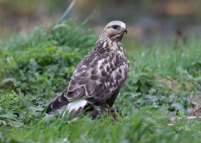 Ruigpootbuizerd, Buteo lagopus, Rough-legged buzzard | Zweden