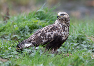 Ruigpootbuizerd, Buteo lagopus, Rough-legged buzzard | Zweden