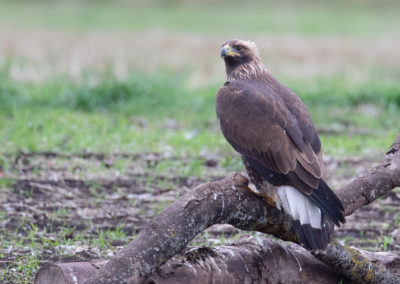 Steenarend, Aquila chrysaetos, Golden eagle