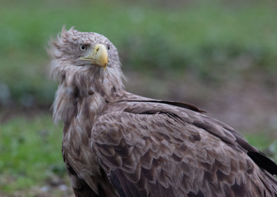 Zeearend, Haliaeetus albicilla, White-tailed eagle | Zweden