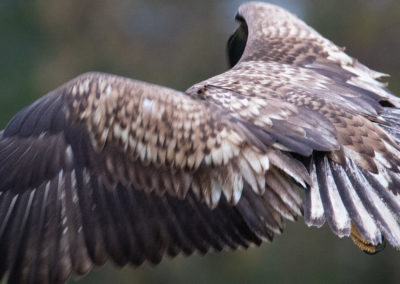 Zeearend, Haliaeetus albicilla, White-tailed eagle | Zweden