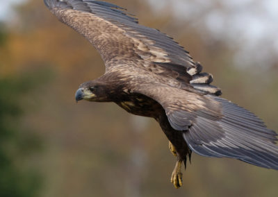 Zeearend, Haliaeetus albicilla, White-tailed eagle | Zweden