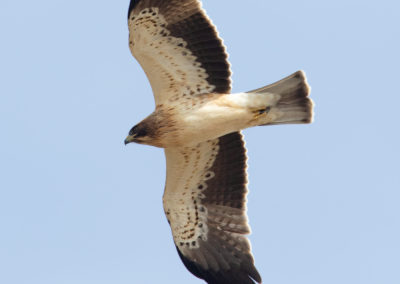 Dwergarend, Hieraetus pennatus, Booted eagle | Sagres | Algarve | Portugal