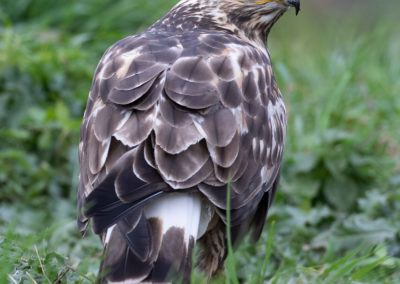 Ruigpootbuizerd, Buteo lagopus, Rough-legged buzzard | Zweden