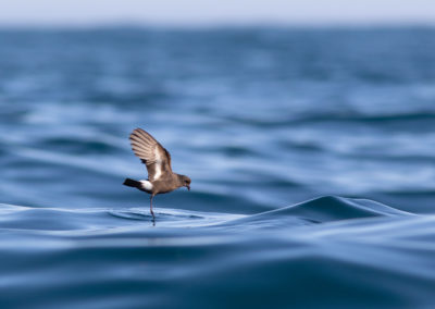 Stormvogeltje, Hydrobates pelagicus, Storm petrel