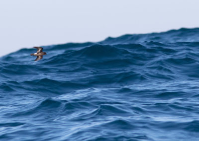 Stormvogeltje, Hydrobates pelagicus, Storm petrel | Algarve | Atlantische oceaan | Portugal