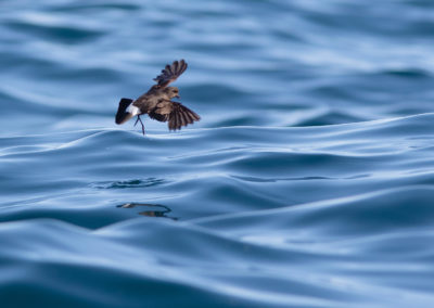 Stormvogeltje, Hydrobates pelagicus, Storm petrel | Algarve | Atlantische oceaan | Portugal