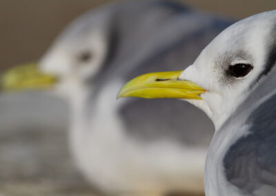 Drieteenmeeuw, Rissa tridactyla, Kittiwake